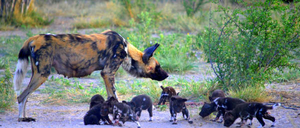 2-Day Nxai Pan Safari from Maun with Baines' Baobabs