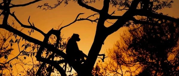 11-Day Botswana Safari with Bushmen, Okavango Delta and Moremi