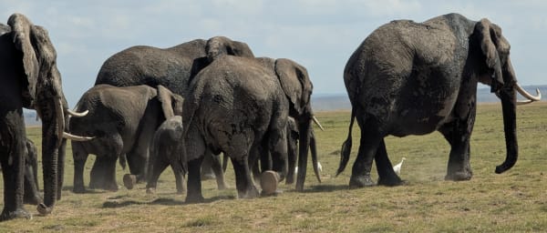 4-Day Amboseli Elephant Safari with Craig the Tusker Legacy