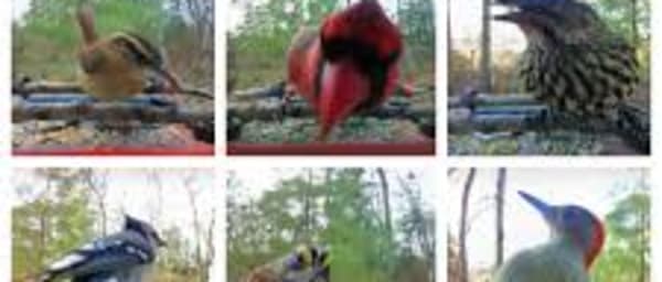 15-Day Birdwatching Tour in Nepal with Koshi Tappu and Annapurna