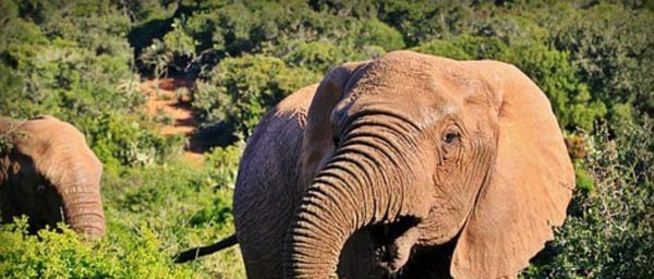 4-Day Kruger National Park Safari from Johannesburg with Balule