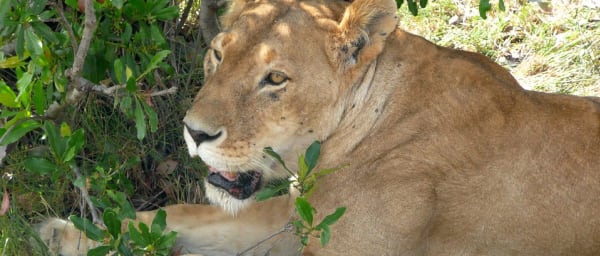 4-Day Lake Nakuru and Masai Mara Safari from Nairobi with Big 5