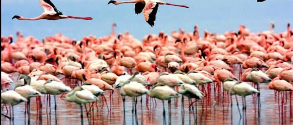 1-Day Lake Manyara Wildlife Safari from Arusha with Tree-Climbing Lions