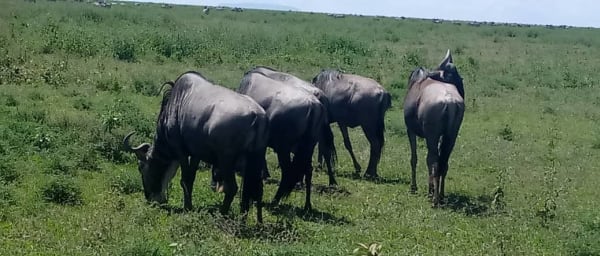 3-Day Mikumi Safari from Dar es Salaam with Southern Circuit Wildlife