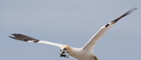 28-Day Birdwatching Safari in Tanzania with Ruaha and Amani