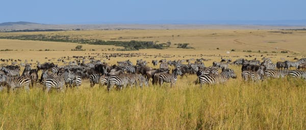 3-Day Maasai Mara Safari from Nairobi with Migration Experience