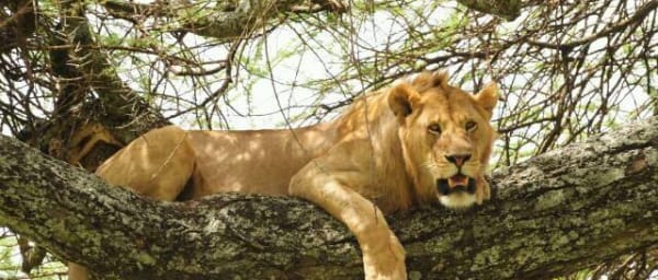 3-Day Northern Tanzania Classic Safari with Ngorongoro Crater