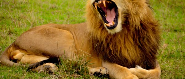 3-Day Kafue National Park Safari from Lusaka with River Cruise