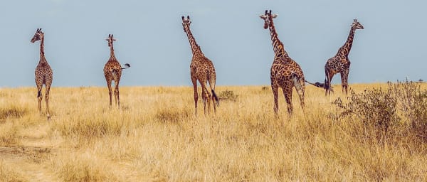 1-Day Nairobi City Tour with Giraffe Centre and Wildlife Visits