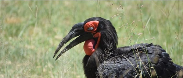 6-Day Tanzania Wildlife Safari with Bushmen Experience at Lake Eyasi