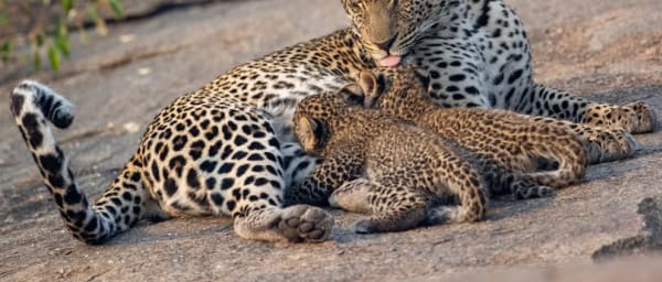 3-Day Tanzania Safari through Tarangire, Ngorongoro and Lake Manyara