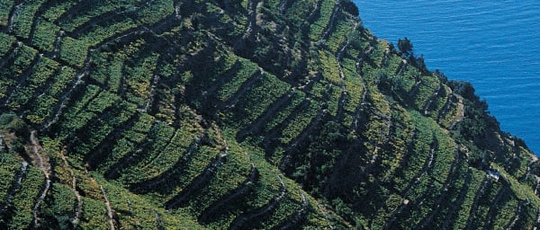 Full-Day Cinque Terre Wine Tour with Sciacchetra Vineyards