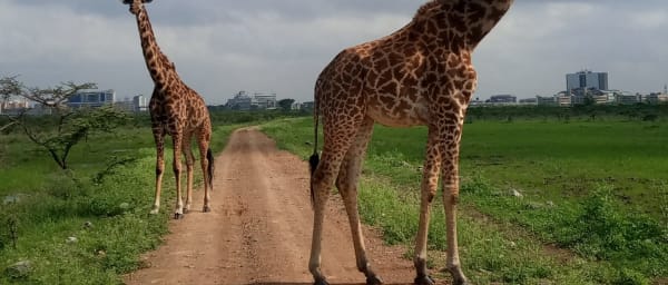 Half-Day Nairobi National Park Safari with City Skyline Views