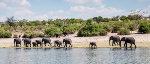 3-Hour Chobe River Boat Safari with Golden Hour Wildlife Viewing