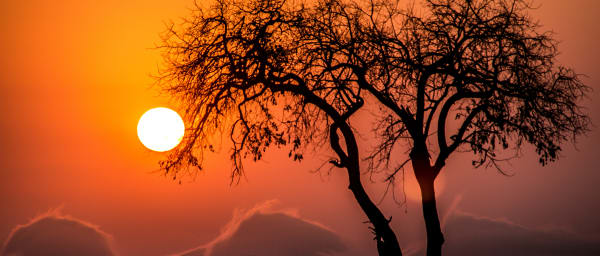 20-Day South Africa Safari and Culture Adventure from Johannesburg
