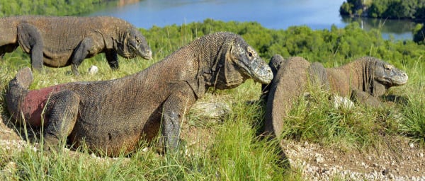 2-Day Labuan Bajo and Komodo Island Shore Excursion from Bali