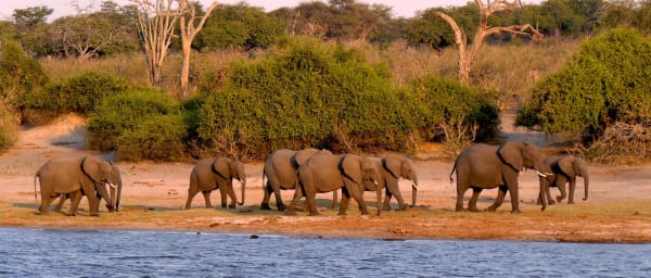 Full-Day Chobe National Park Safari from Victoria Falls by Boat and 4x4