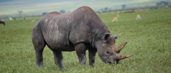 2-Day Tanzania Safari to Tarangire and Ngorongoro Crater