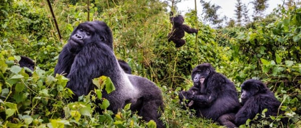 3-Day Bwindi Gorilla Trekking Safari with Lake Bunyonyi Cruise