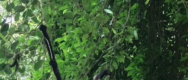 7-Hour Punta Laguna and Coba Tour with Cenotes and Wildlife
