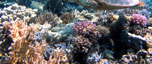 12-Hour Red Sea Snorkelling Tour in Egypt with Desert Buggy Ride