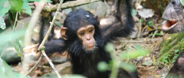 4-Day Gombe Chimpanzee Trek from Arusha with Lake Tanganyika