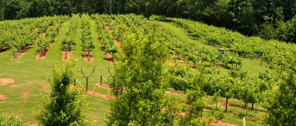 3-Hour Montepulciano Wine Tasting Tour with Cantina Dei Visit