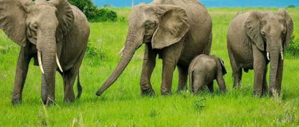1-Day Mikumi National Park Fly-in Safari from Zanzibar