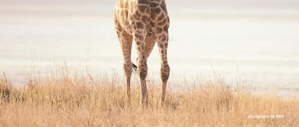 Full-Day Mount Longonot Hike from Nairobi with Lake Naivasha Views