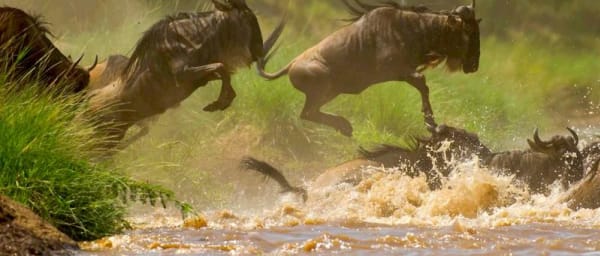 3-Day Masai Mara Safari from Nairobi with Big Five Game Viewing