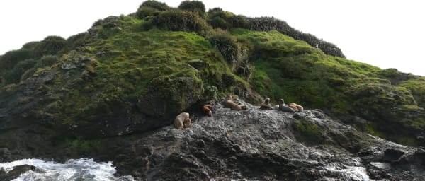 10-Hour Chiloé Island Tour with Ancud Museum and Puñihuil Penguins