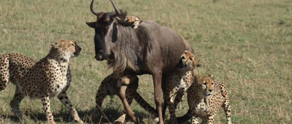 3-Day Masai Mara Wildlife Safari from Nairobi with Great Rift Valley