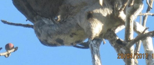 2-Day Amazon River Tour in Iquitos with Fundo Pedrito