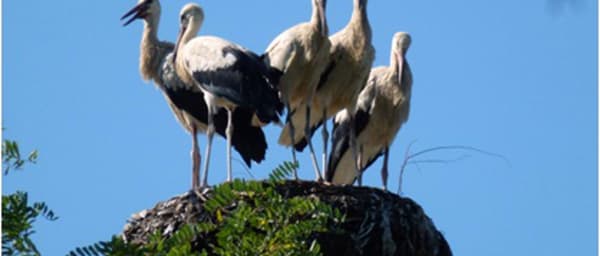 7-Day Danube Delta Discovery Tour with Sulina and Letea Forest