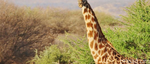 6-Day Tanzania Wildlife Safari with Tarangire, Serengeti and Ngorongoro
