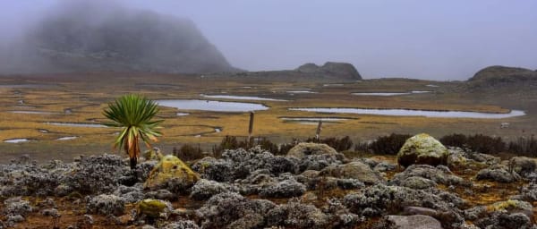7-Day Bale Mountains Trek in Ethiopia with Ethiopian Wolf Spotting