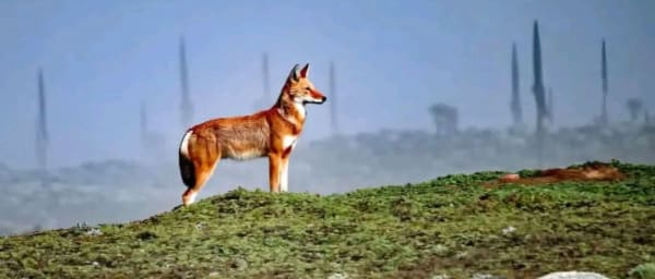 6-Day Ethiopia Adventure through Addis Ababa and Bale Mountains