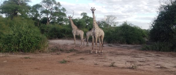 2-Day Chobe Safari and Victoria Falls Helicopter Tour