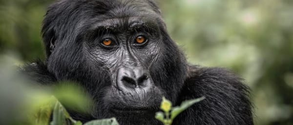 3-Day Gorilla and Golden Monkey Safari in Volcanoes National Park