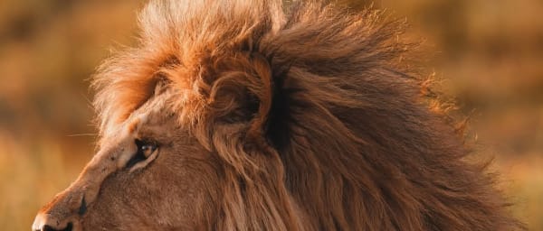 2-Day Tarangire and Ngorongoro Safari with Sundowner Experience
