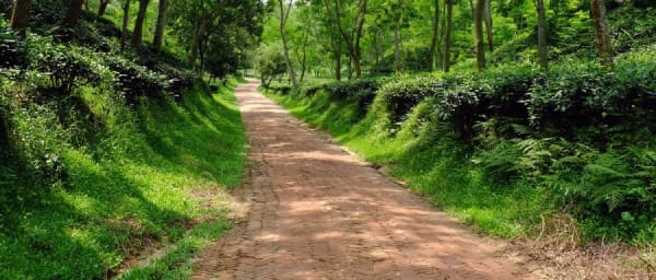 1-Day Sreemangal Rain Forest Tour with Khashia Village and 7 Tea