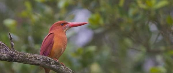 2-Day Sundarbans Jungle Safari from Kolkata with Canopy Walk