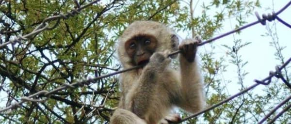 6-Hour Gaborone City Tour and Game Reserve Safari with Lunch