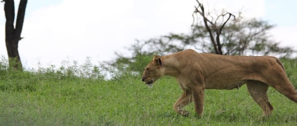 7-Day Tanzania Wildlife Safari through Serengeti and Ngorongoro