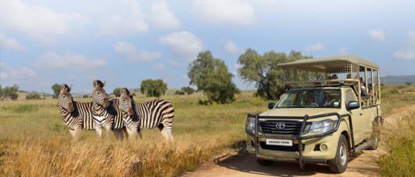 5-Hour Lion & Safari Park Wildlife Tour with Giraffe Feeding