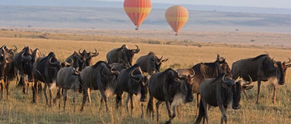 8-Day Tanzania Safari to Serengeti and Ngorongoro from Arusha