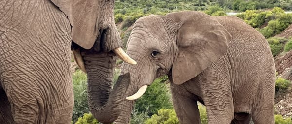3-Day Route 62 Safari from Cape Town with Cango Caves and Penguins