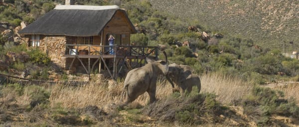 8-Hour Big 5 Safari Tour from Cape Town via De Doorn and Worcester