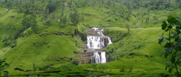 Full-Day Nuwara Eliya Tea Plantation Tour from Hikkaduwa