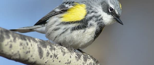 2-Hour Saskatoon Birdwatching Tour along the South Saskatchewan River